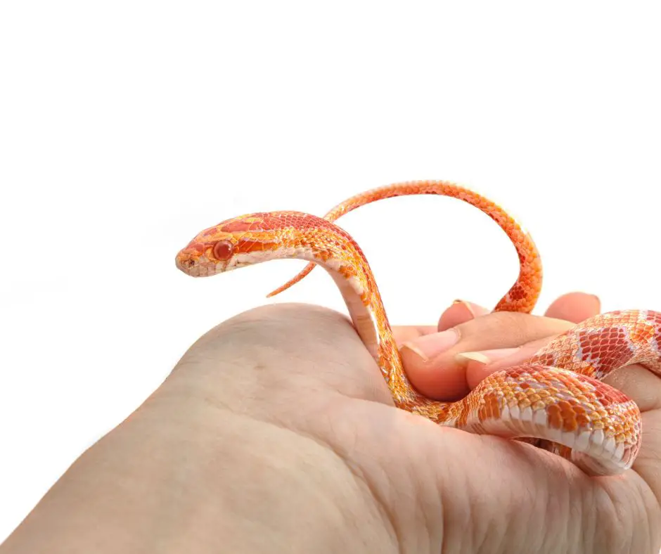 The calm corn snake in the hand proves that it has been successfully tamed