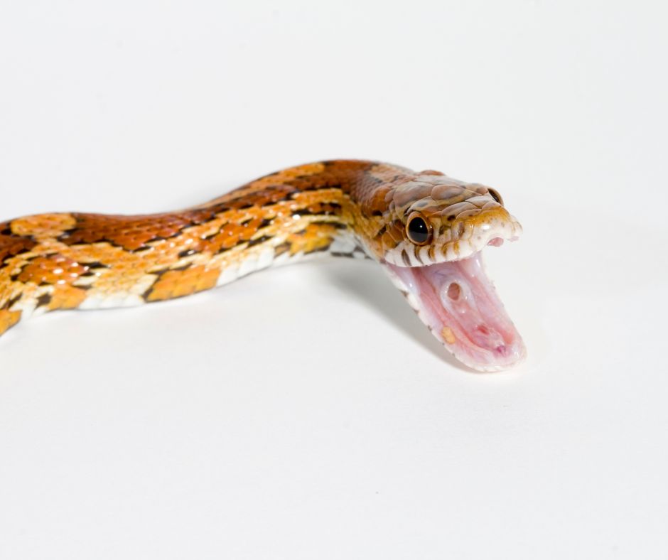 The corn snake is fiercely opening its mouth to defend