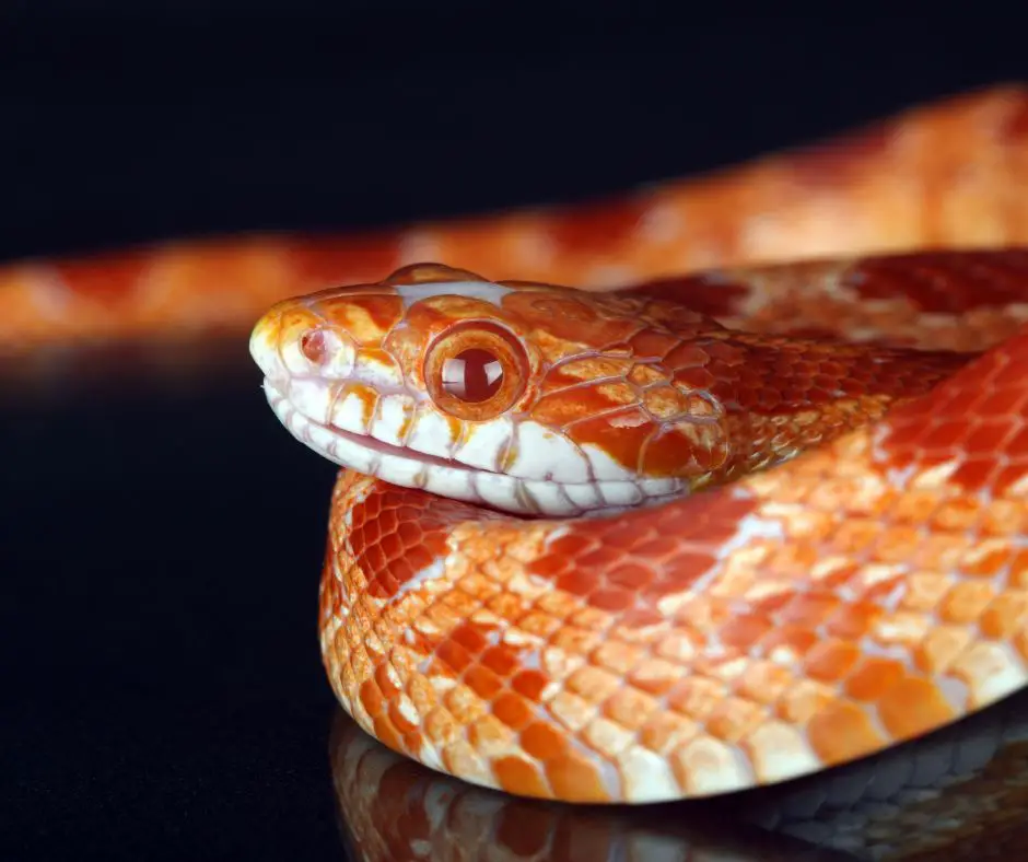The head of the corn snake is resting on its body.