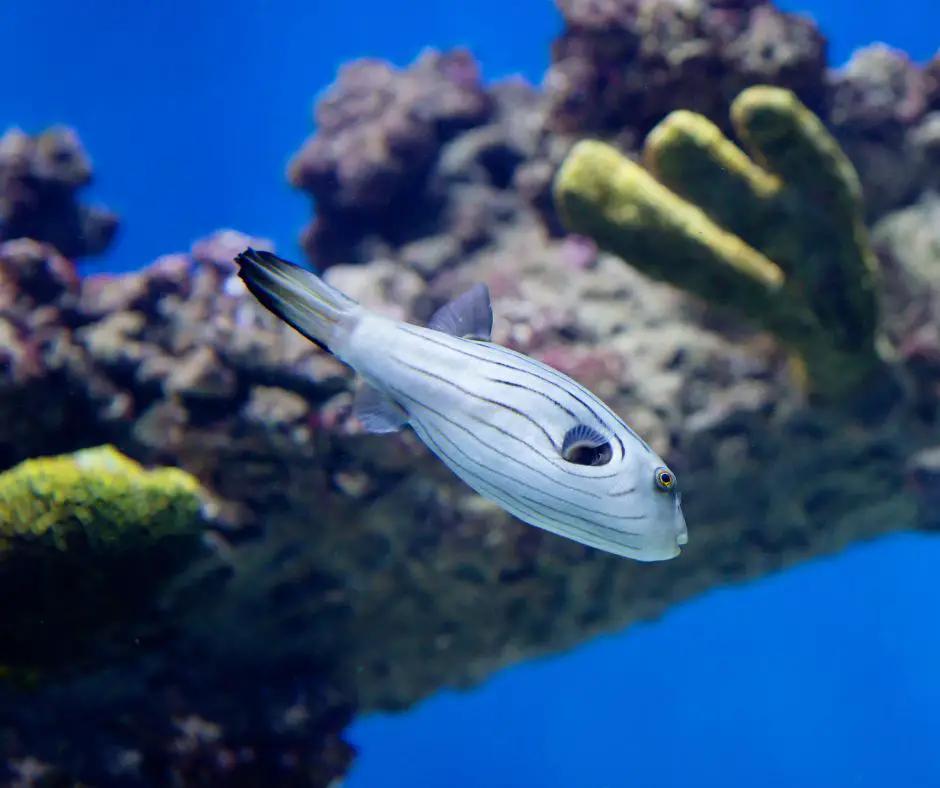 The tank simulates the natural environment for the puffer fish.