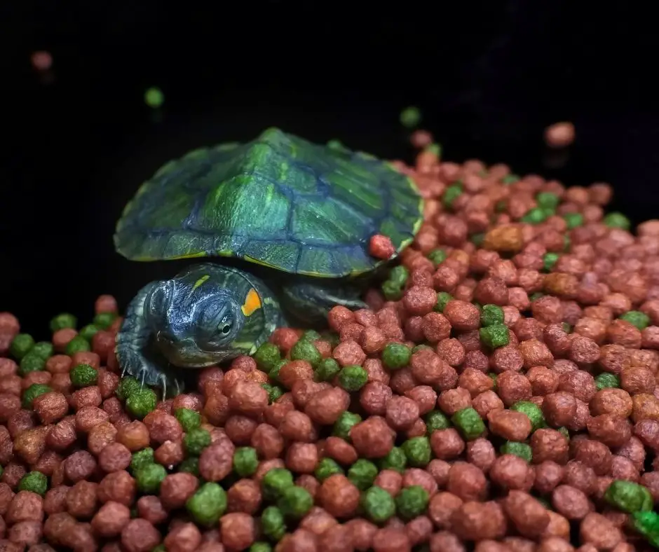 Turtle and food 