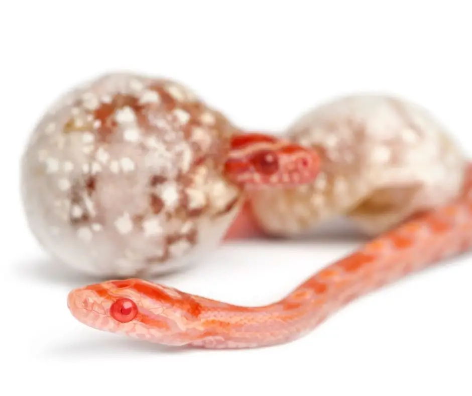 Two baby corn snakes just hatched