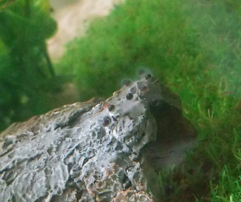 How To Remove Axolotl Eggs From Tank