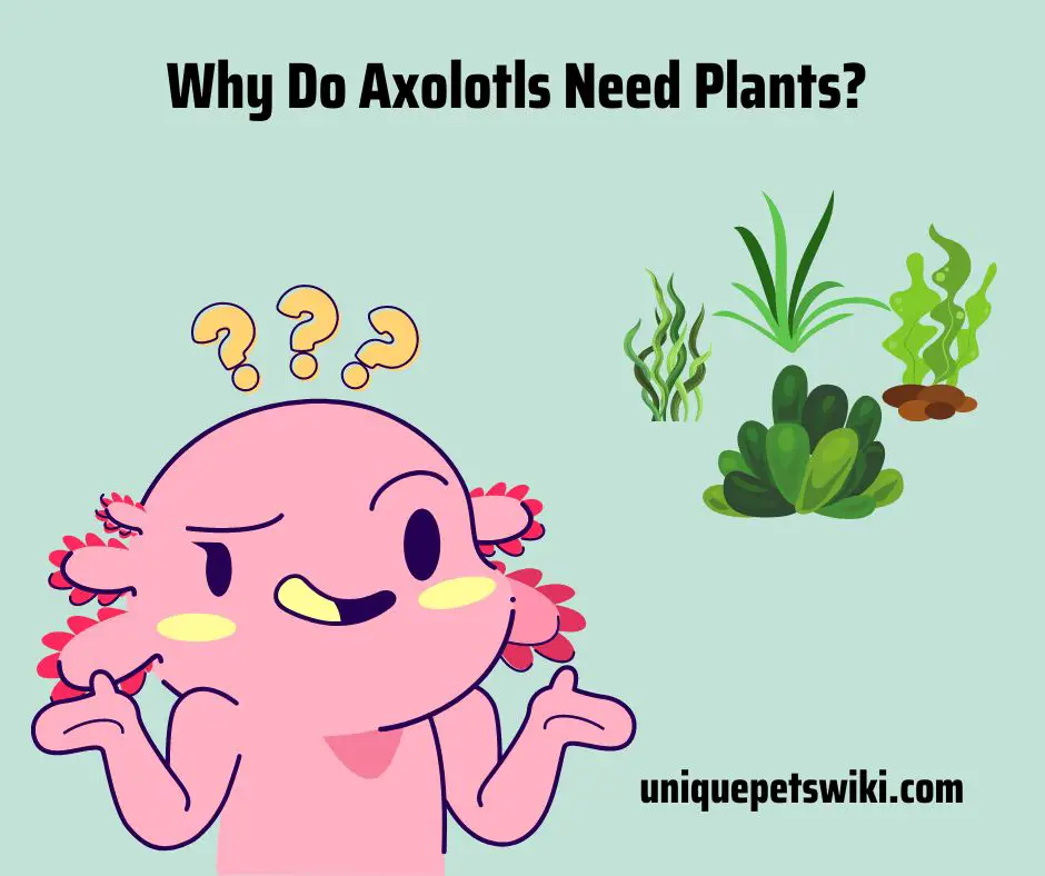 Why Do Axolotls Need Plants 