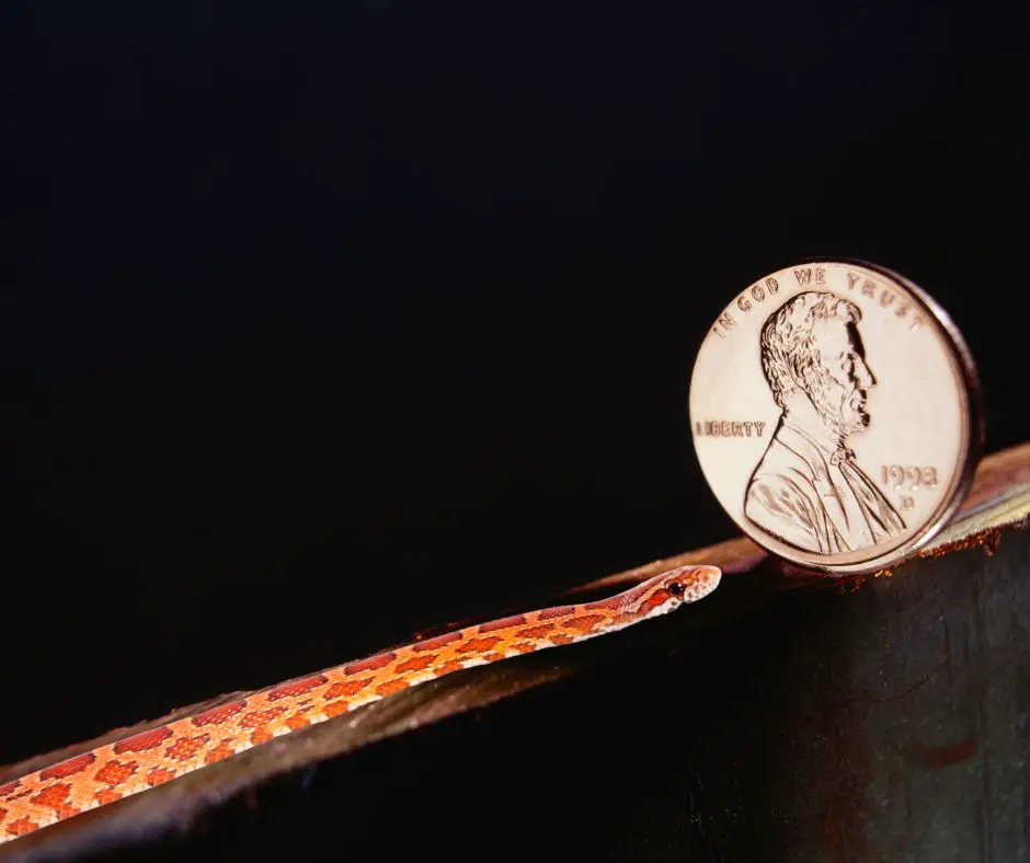 You will also be alerted of snake's location, as the pennies will fall.