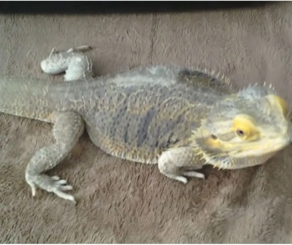 Impaction could be the reason a beardie isn't moving 