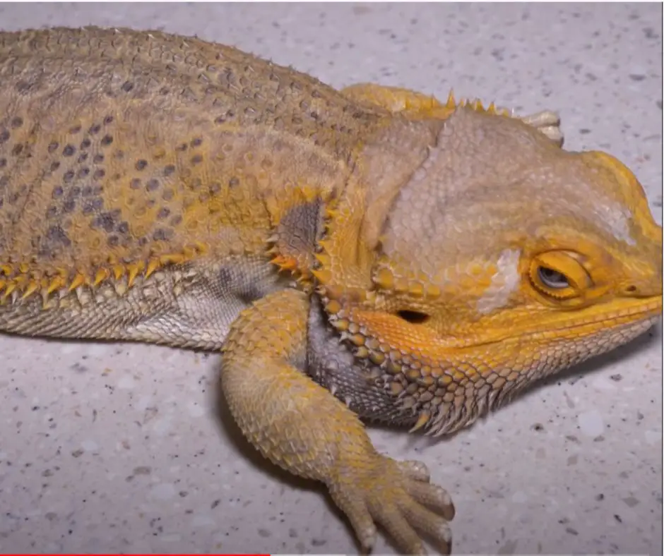 A bearded dragon senior usually don't move much
