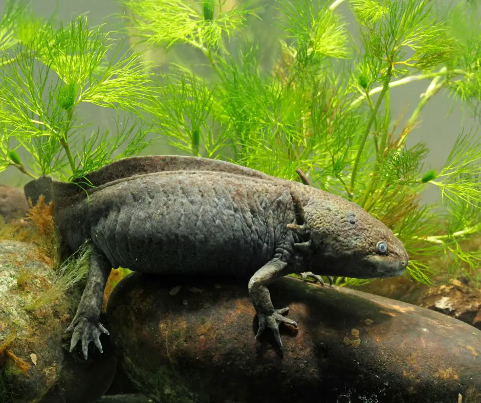 an adult axolotl crawling slowly on a large pebble