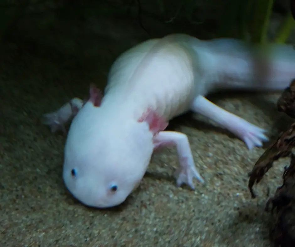 an axolotl with poor eyesight