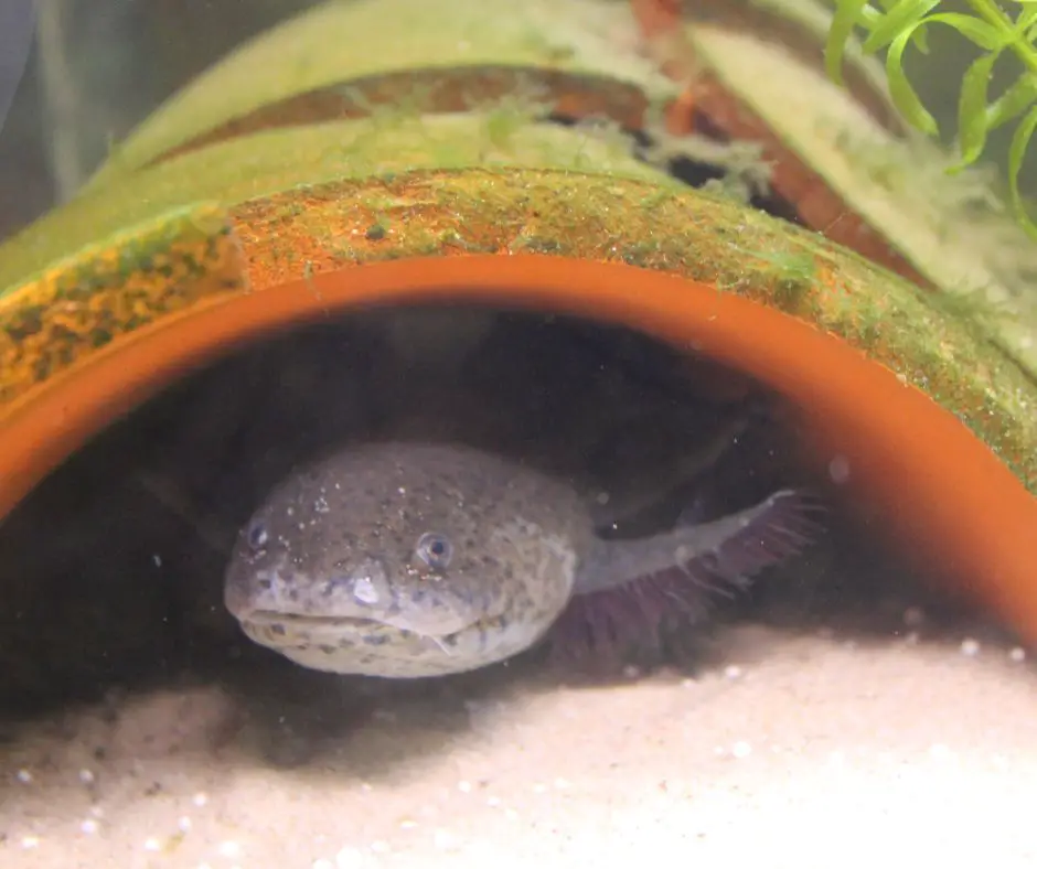 axolotl is hiding under the decorations in the tank