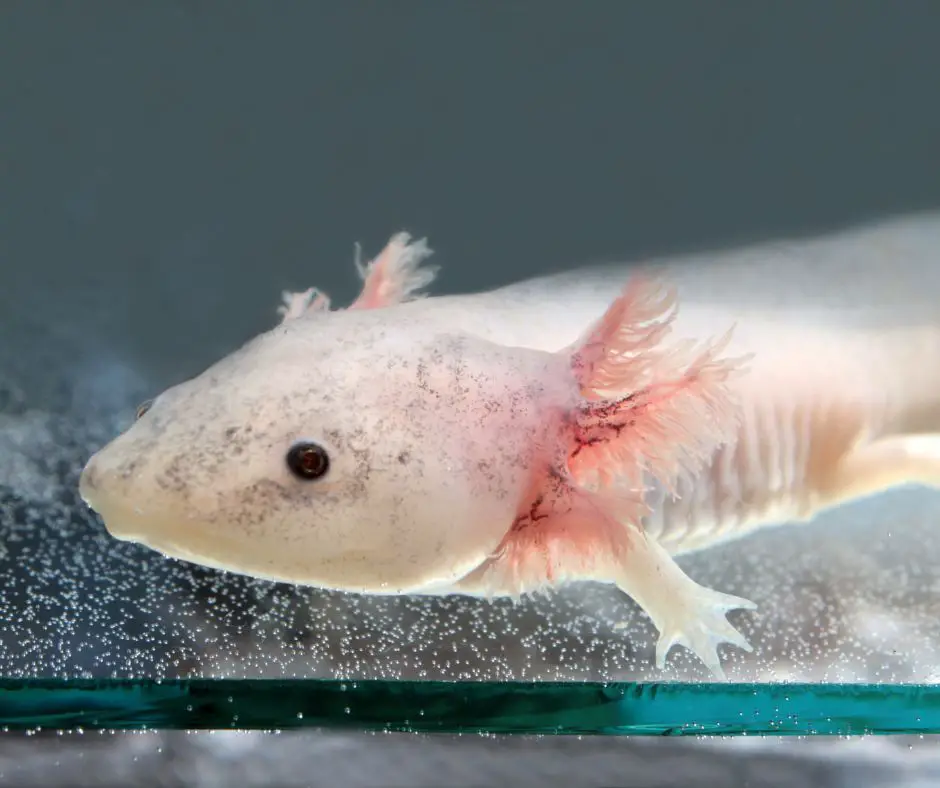 axolotl is lying in a tank