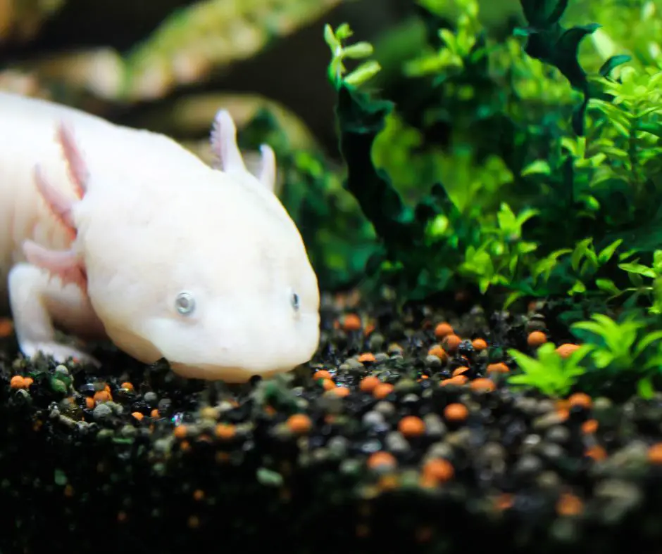 axolotl is lying next to the aquatic plant in the tank