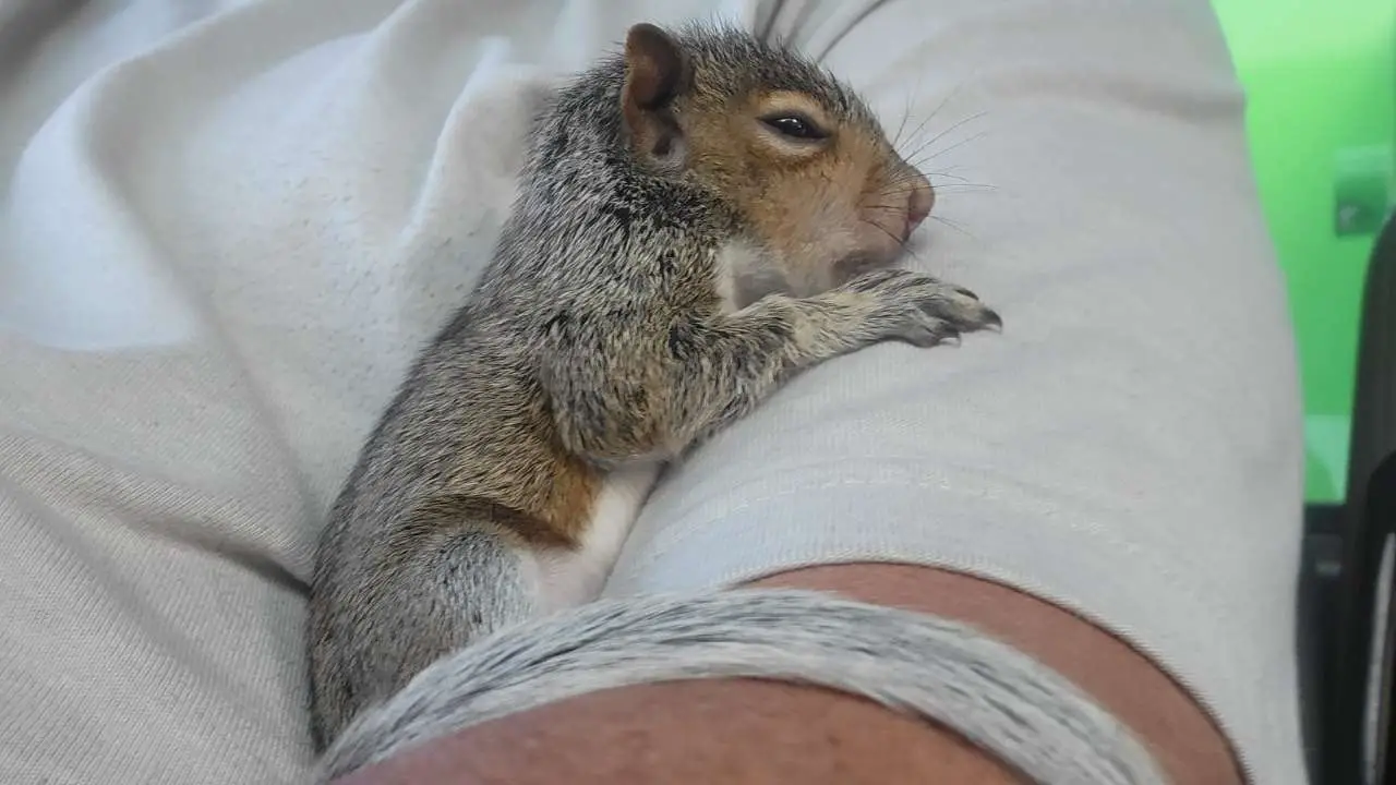 9 Signs of a Dying Squirrel (And Some Treatments from Vet)