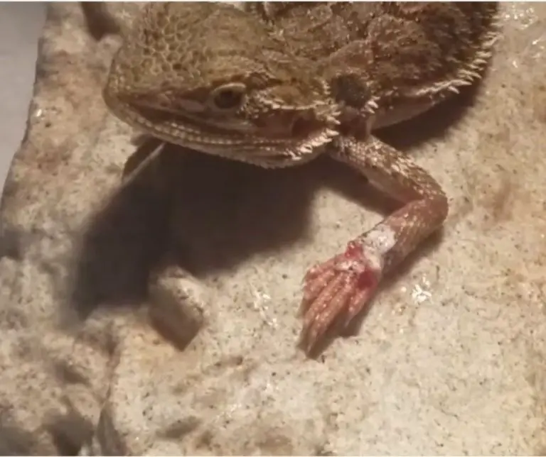 Bearded Dragon Not Moving 10 Common Causes And How To Treat