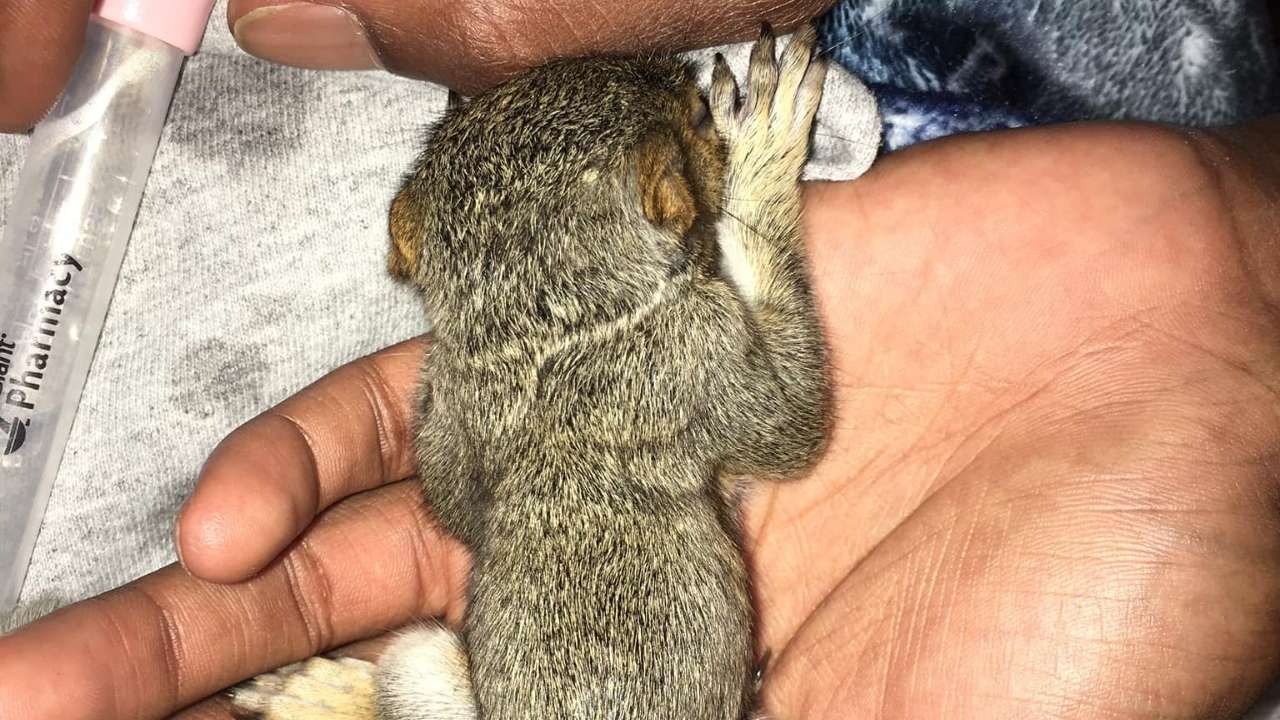 9 Signs of a Dying Squirrel (And Some Treatments from Vet)