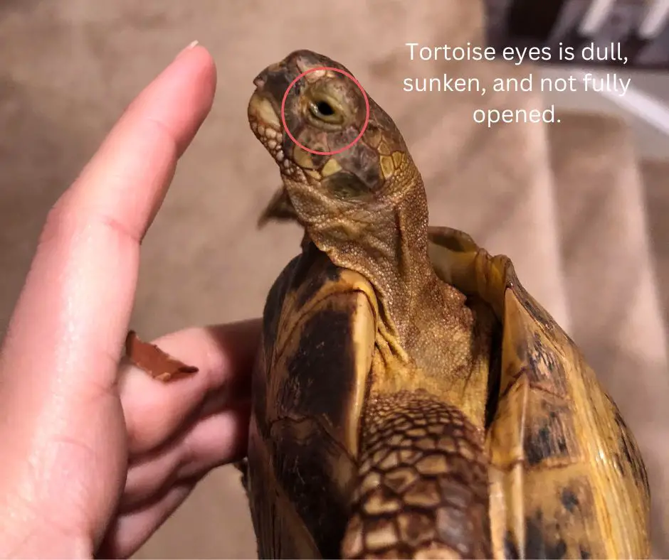 a sick tortoise has sunken eyes
