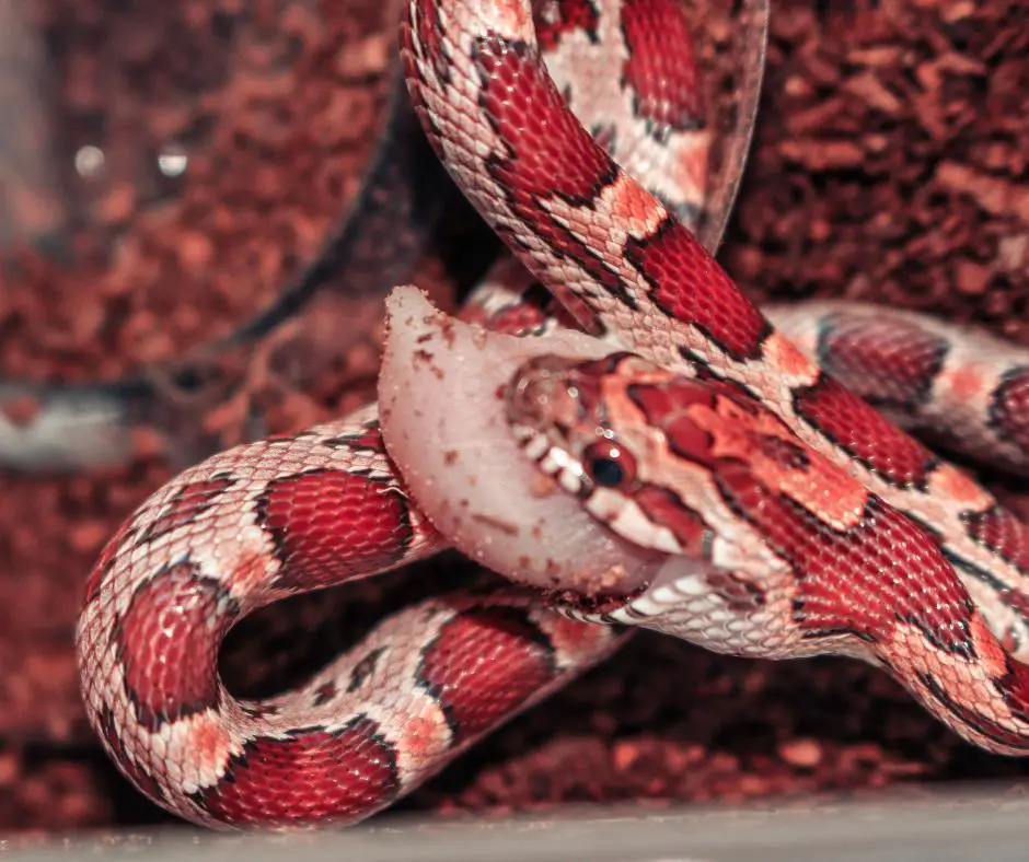A Baby corn snake is trying to swallow a large piece of bait