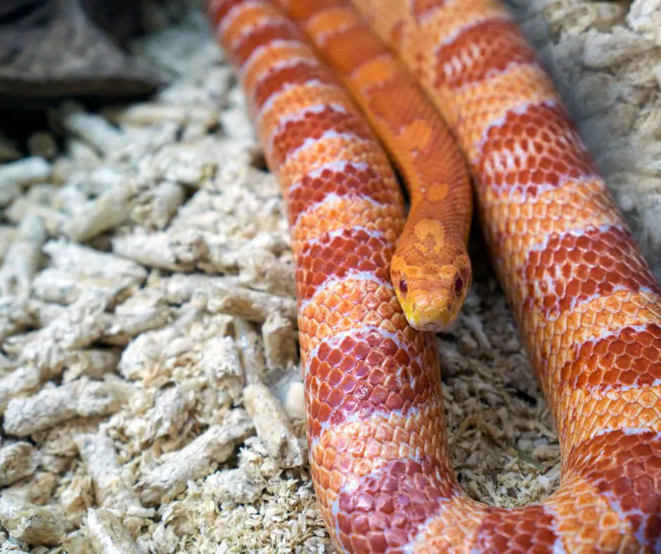 A Corn snake lies on good substrates