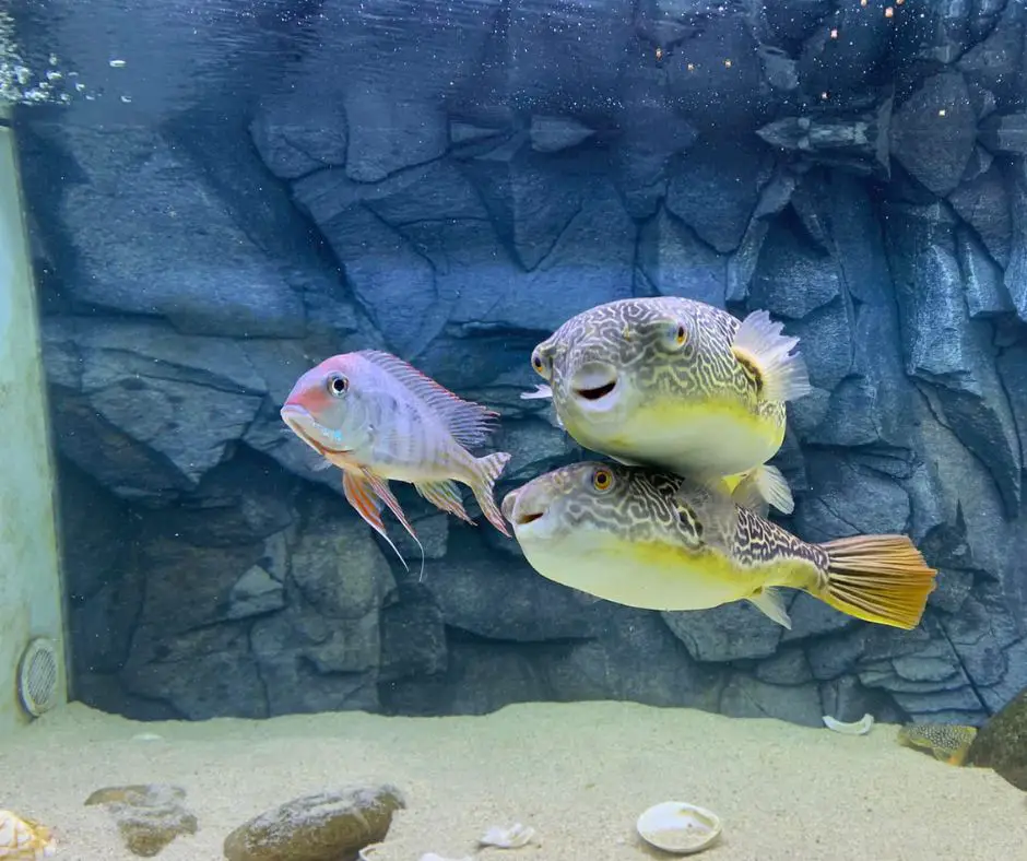 A Couple of puffer fish with other fish in tank