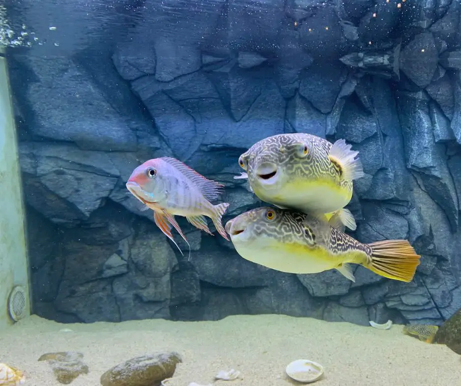 do puffer fish travel in groups