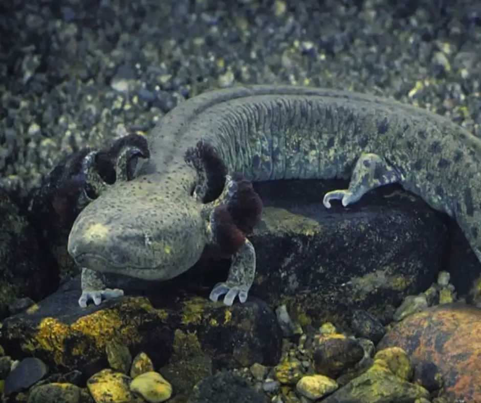 A Mudpuppy