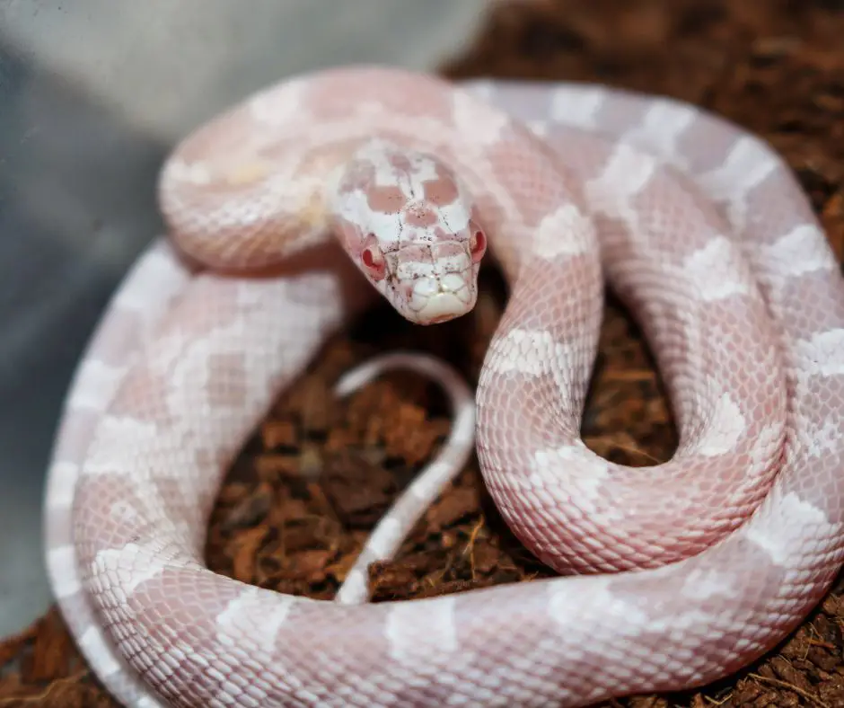 A baby corn snake is in a new terrarium