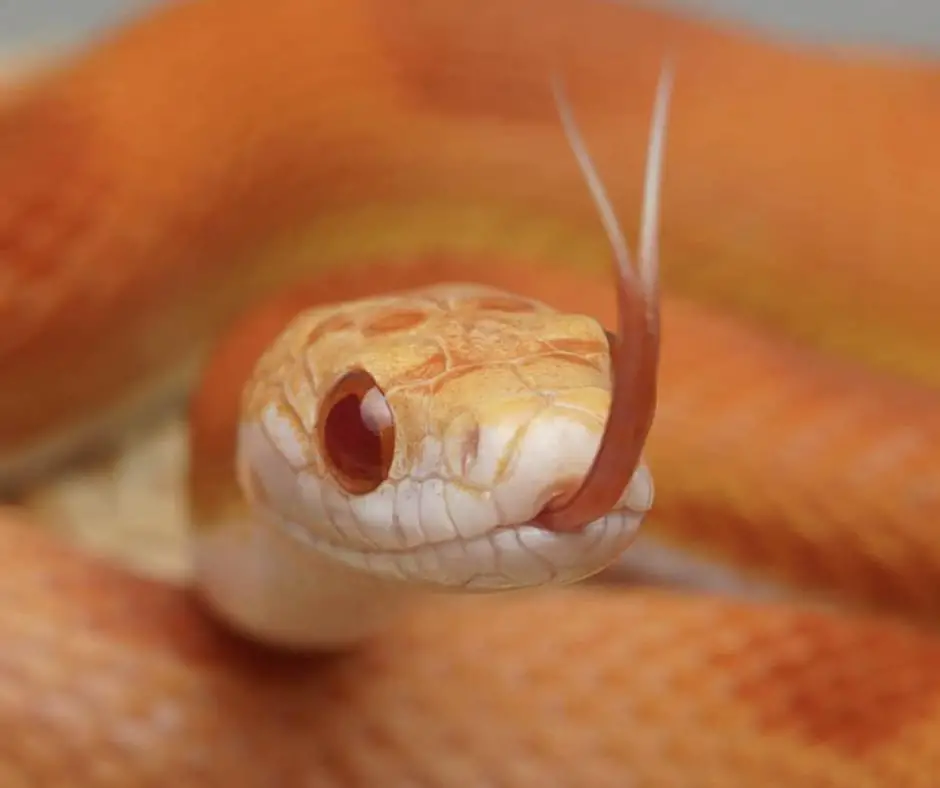 A baby corn snake to hiss than adult
