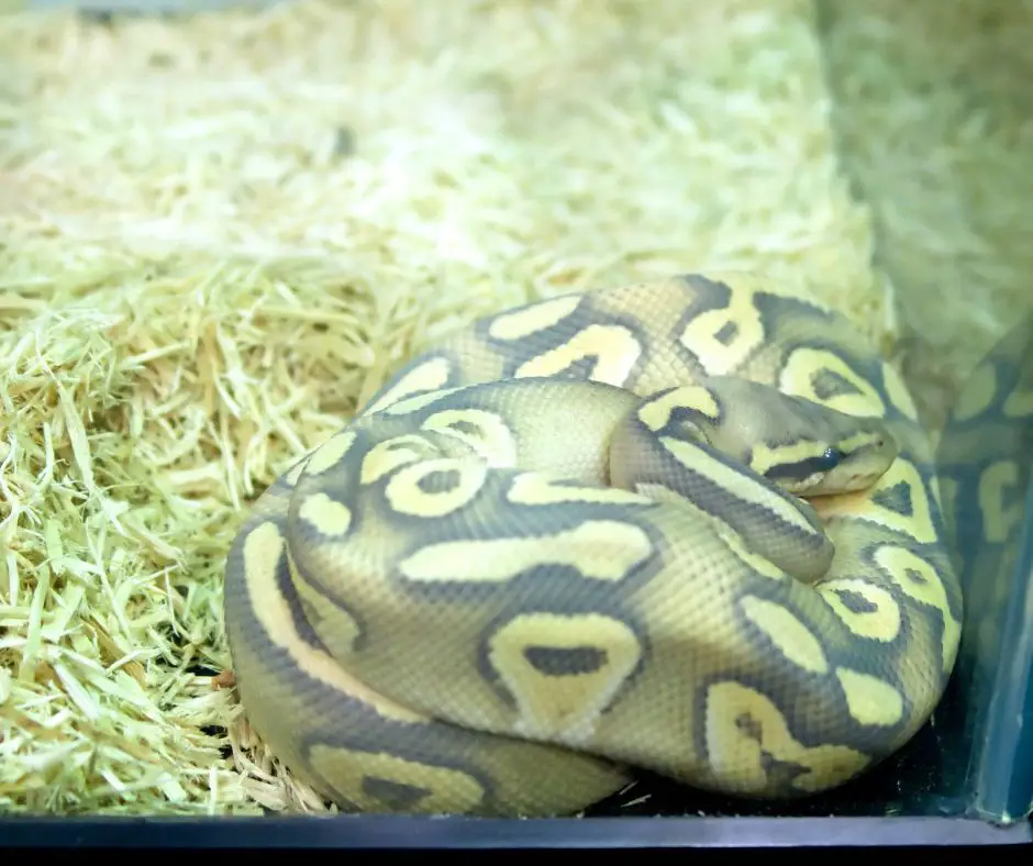 A ball python is sleeping in corner cage 