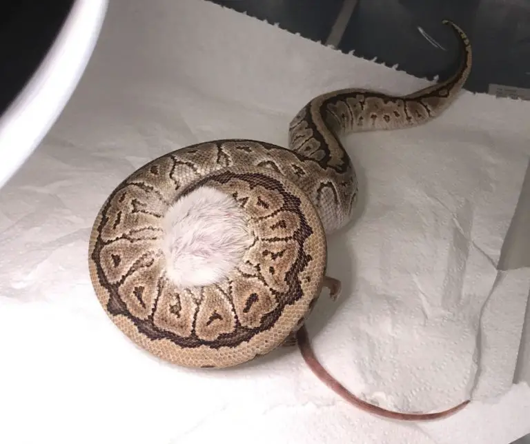 How Much Do Ball Pythons Sleep?