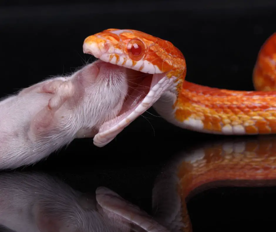 A corn snake eating a defrosted rat