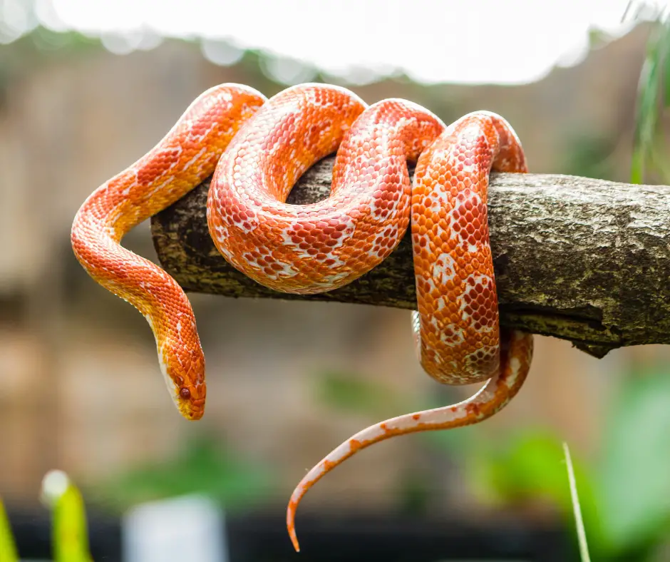 A corn snake is curled up on a tree trunk.