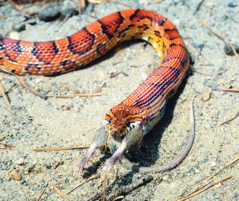 Can Corn Snakes Eat Chicks?