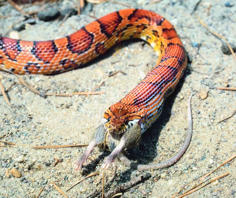 A corn snake is eating a rat  