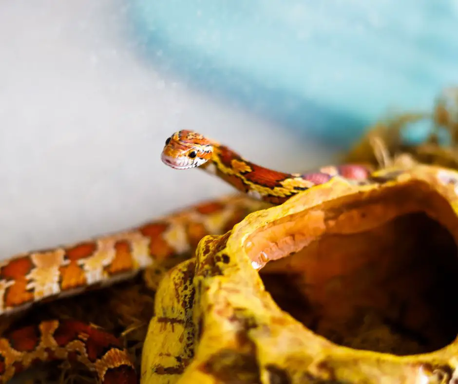 A hungry corn snake will focus on you as you approach its tank