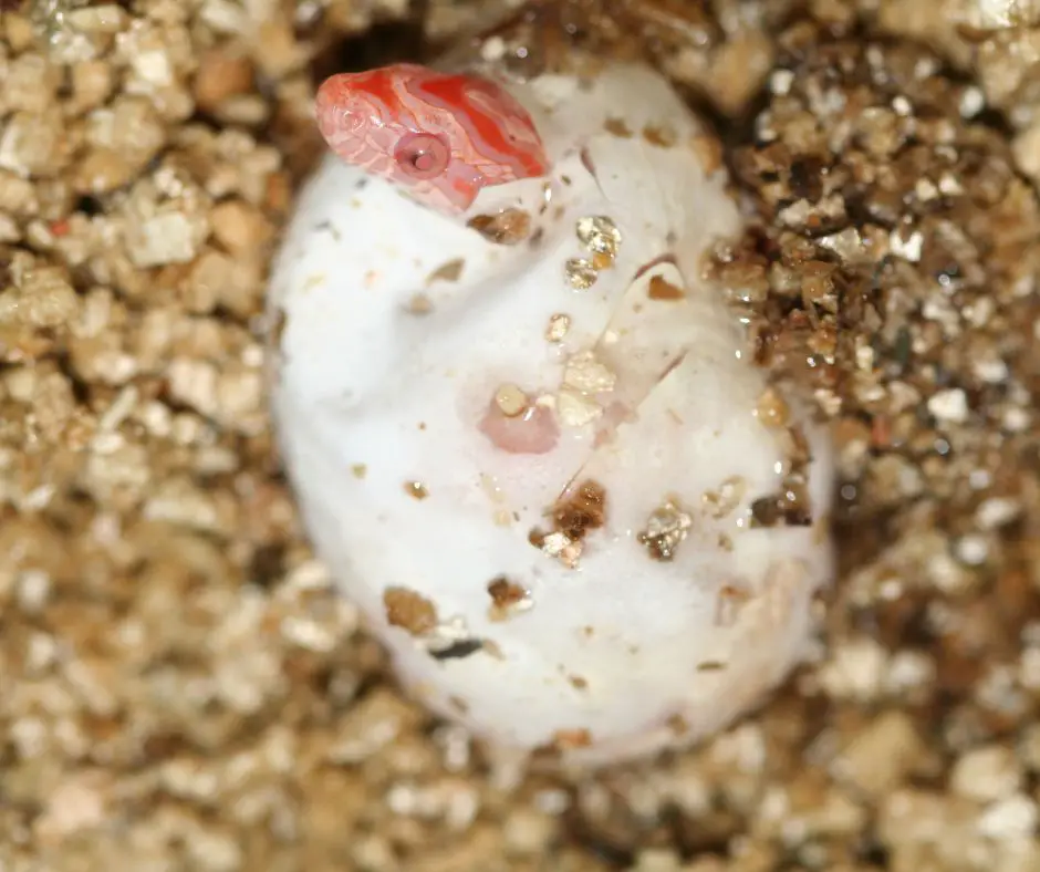 A warm temperature is very important to baby corn snake