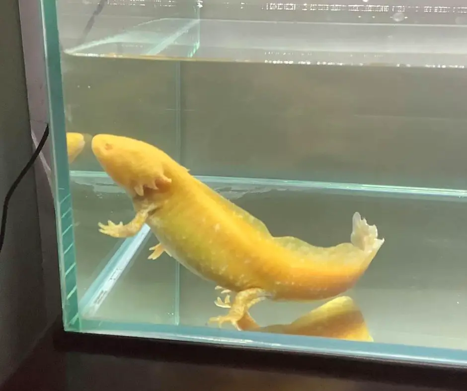 A yellow Axolotl with new tank