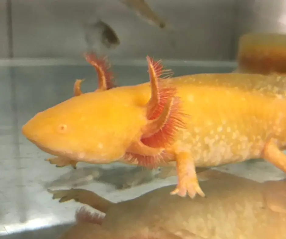 Adult axolotls need gills to live.