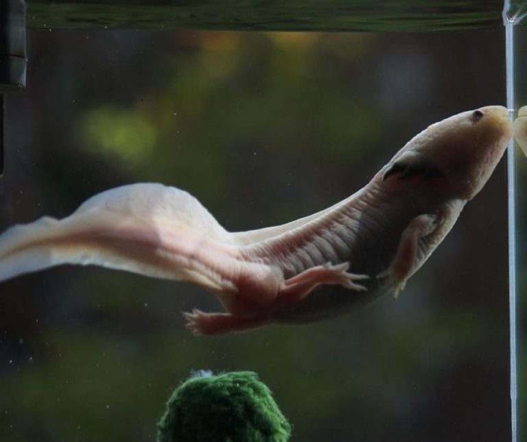 How Fast Can Axolotls Swim?