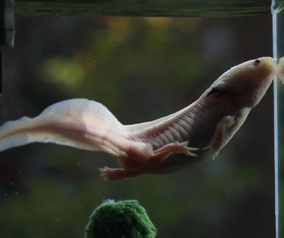 An Axolotl can reach speeds of up to 10 mph