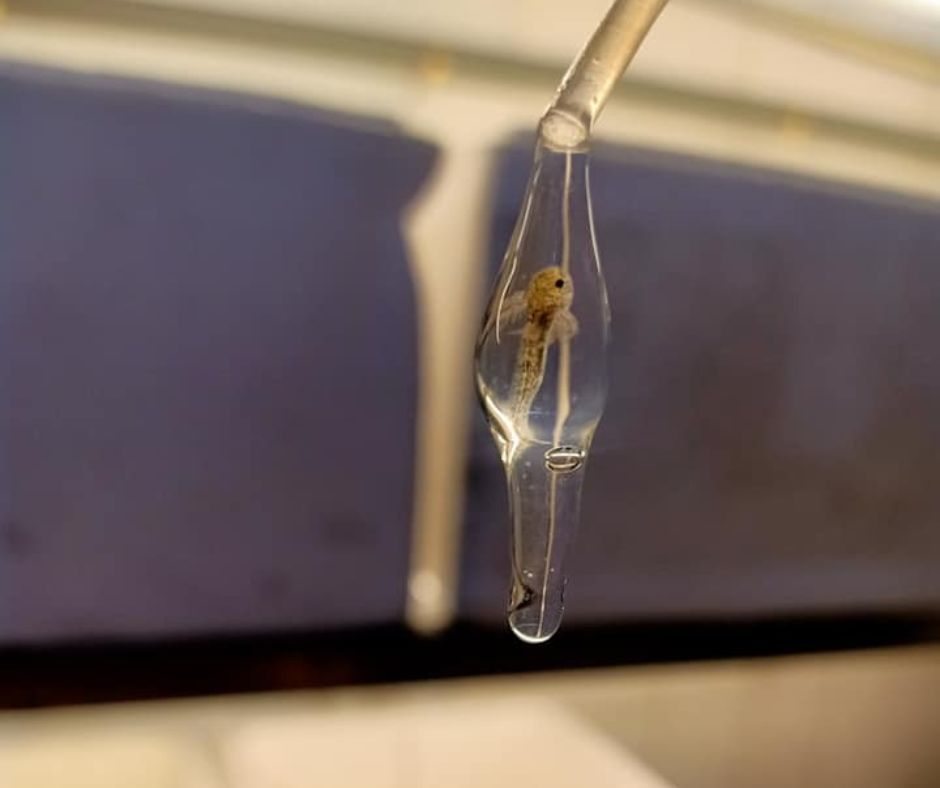 An Axolotl egg is sucked up by turkey baster.