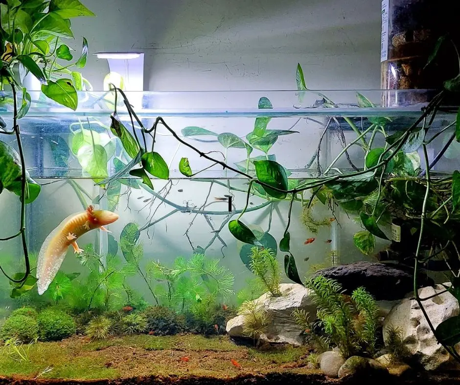 An Axolotl lives in a tank with many plants.