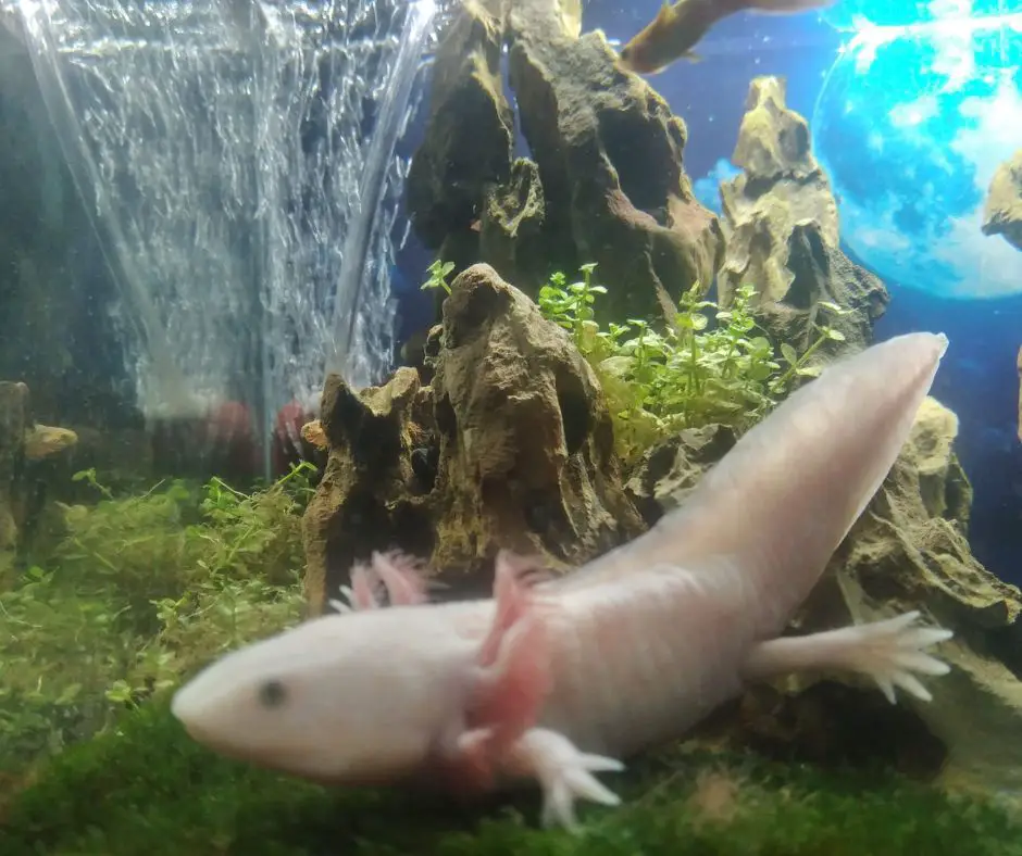 An air stone in the Axolotl tank keeps the water circulating properly.
