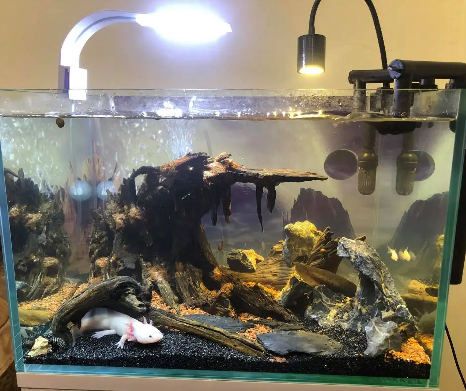An axolotl live in brackish tank