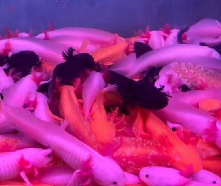 Axolotl Morphing Signs, Cause and Tips to Care for Them