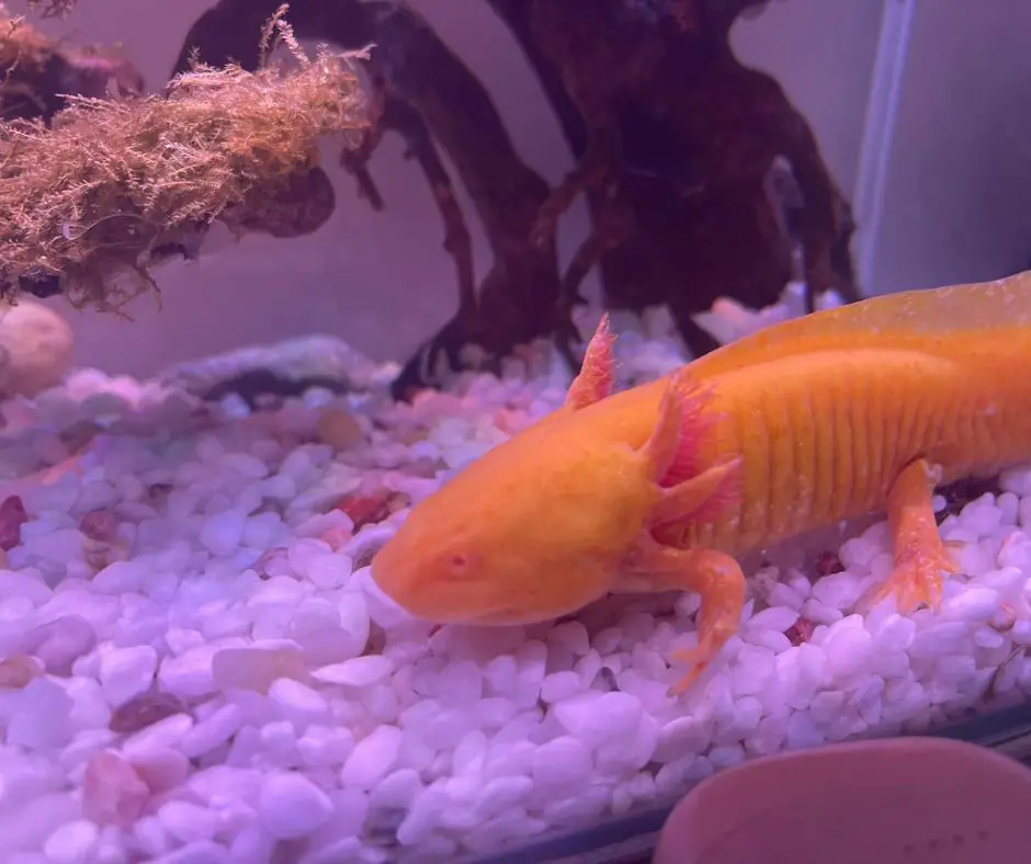 Axolotl