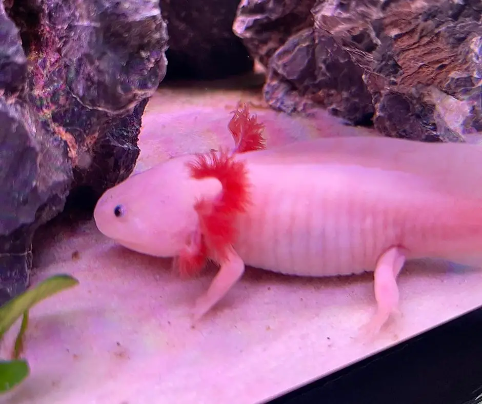 Axolotl