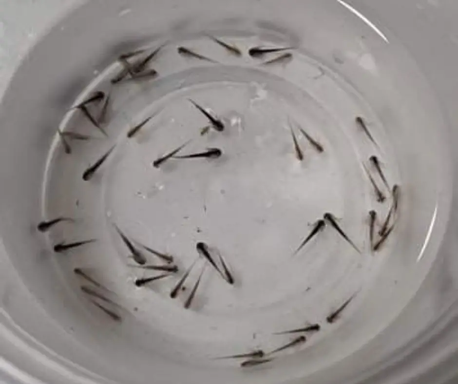 Axolotl Babies Hatching