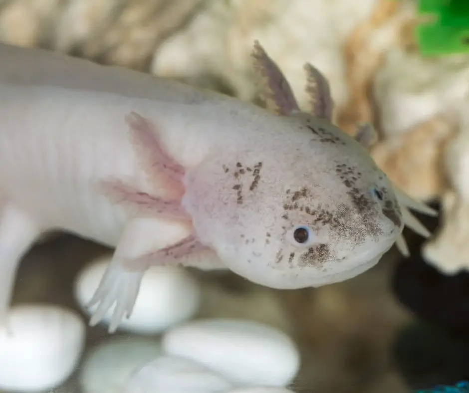 Axolotl Gills Turn White