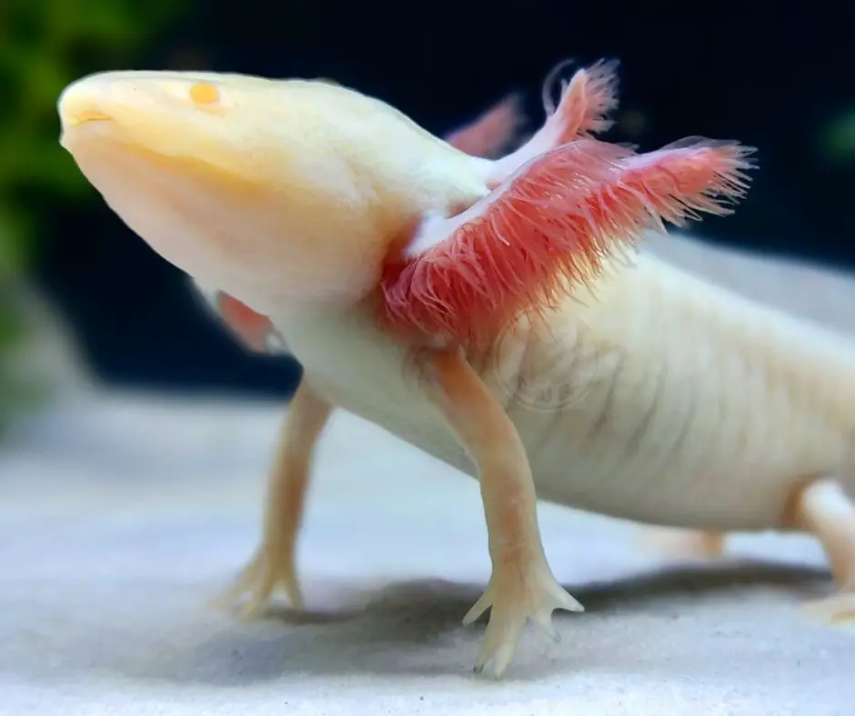 Axolotl Gills