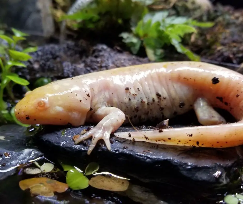 Axolotl Morphing